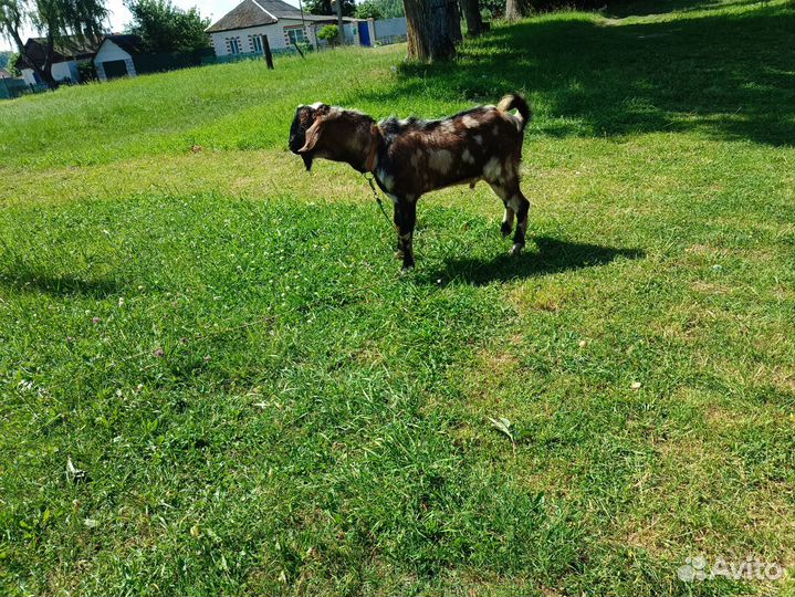 Продам козла