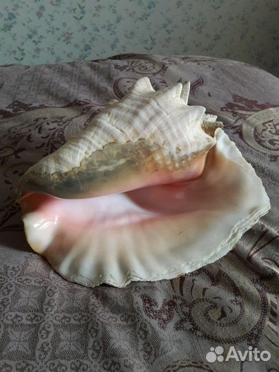 Морская раковина большая