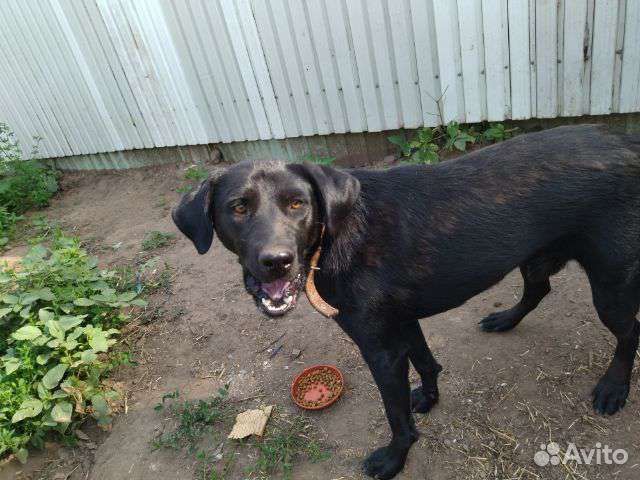 Молодой кобелек Лорд