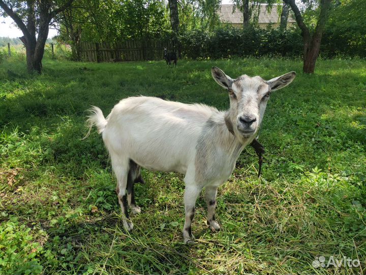 Коза дойная