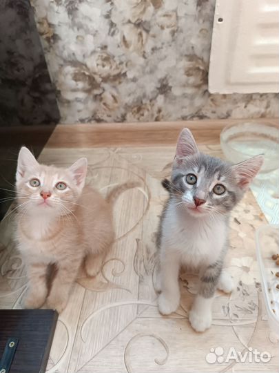 Котята в добрые руки бесплатно