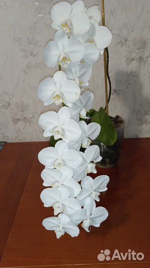 Орхидея Сого Юкидан Sogo Yukidian