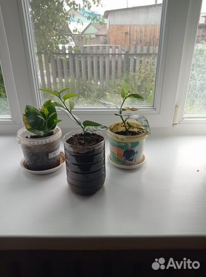 Лимонное дерево привитое