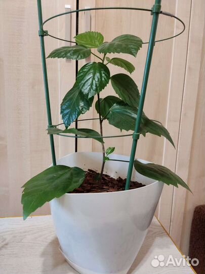 Комнатные растения разные