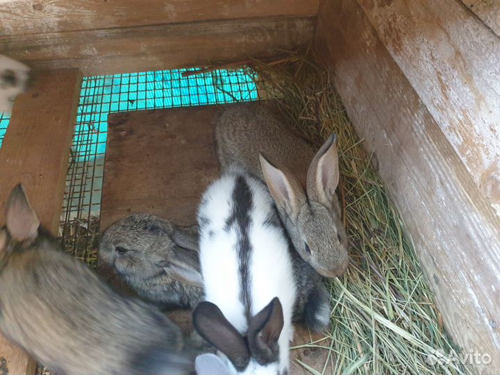 Кролики строкач