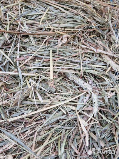 Продам сено в тюках 2024 год