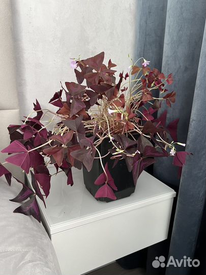 Мадам баттерфляй, кислица