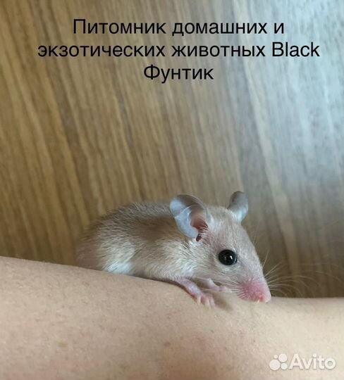 Иглистые мыши