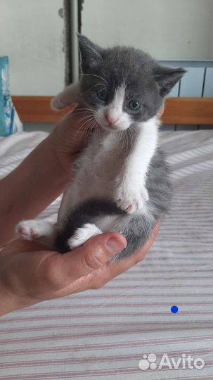 Котята метисы