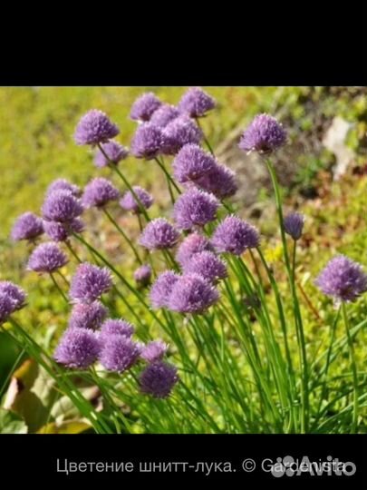 Лук шнитт многолетний