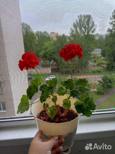 Герань пеларгония