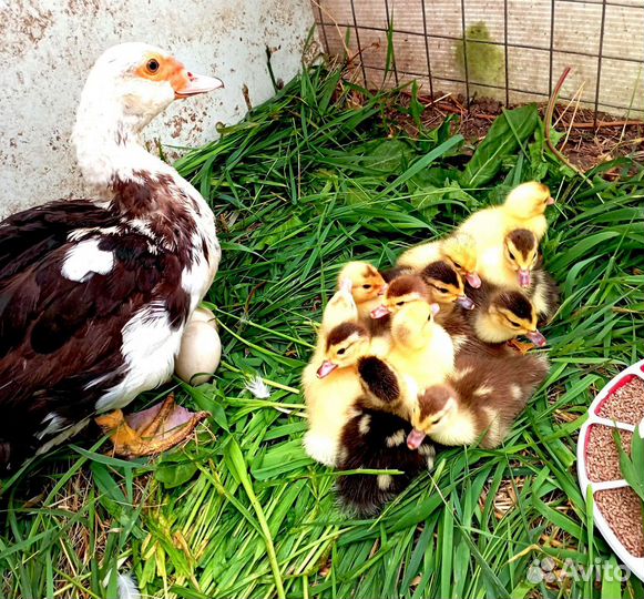 Мускусные индоутята