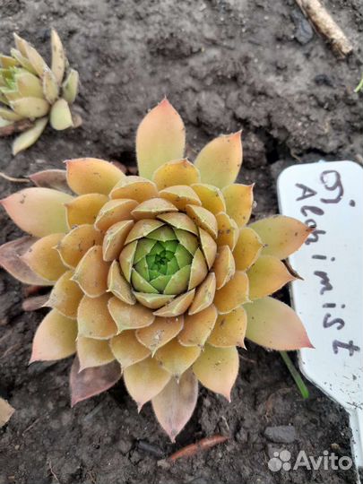 Необычные молодила с названиями