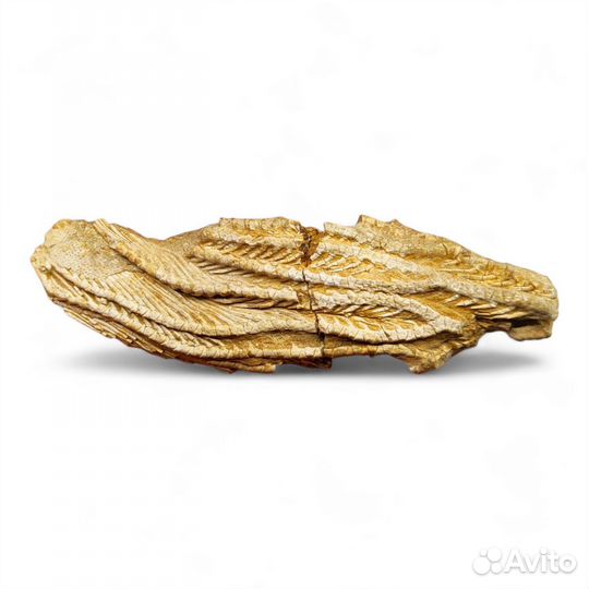 Морская лилия Dasciocrinus, США / Окаменелости