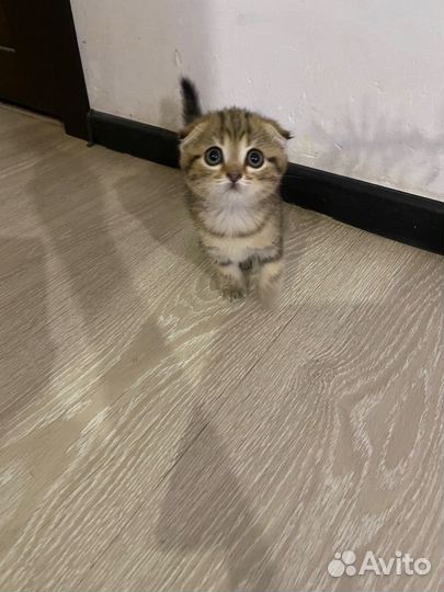 Шотландскик котята вислоухие
