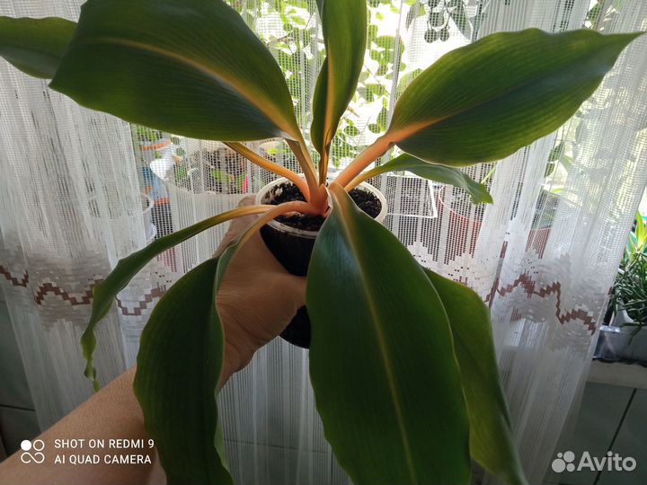 Хлорофитум Грин Оранж