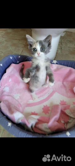 Котенок 2 мес