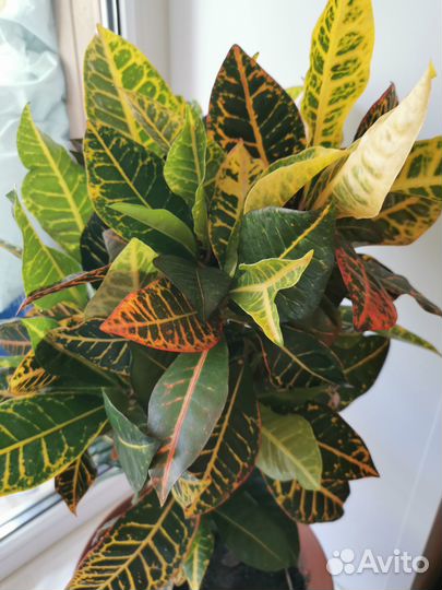 Кодиеум кротон