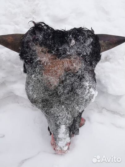 Голова говяжья для собак