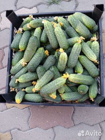 Огурцы свежие