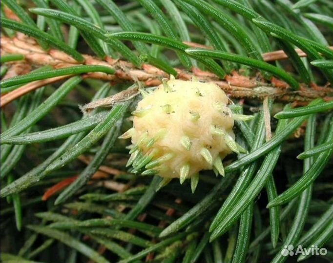 Обработка и лечение деревьев от грибка и короеда