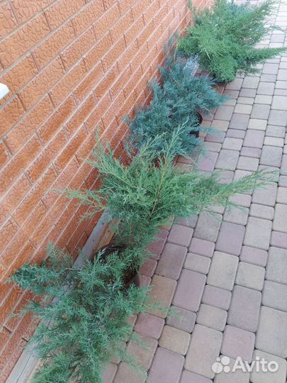 Хвоя, гортензия