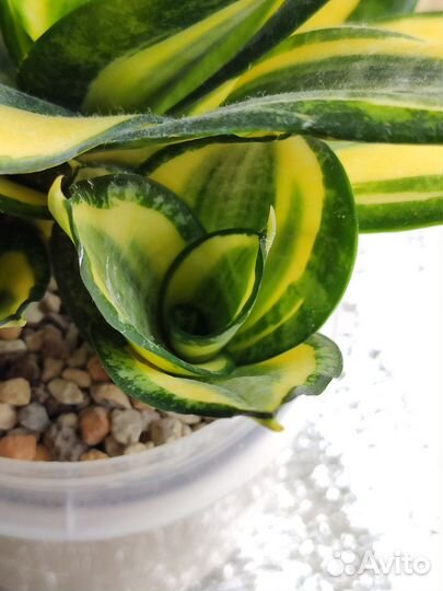 Сансевиерия сортовая