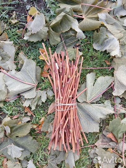 Саженцы винограда