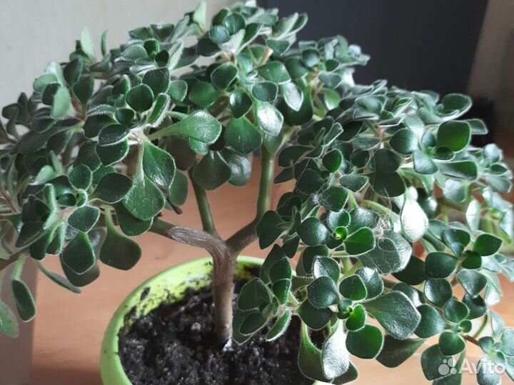 Аихризон дерево любви