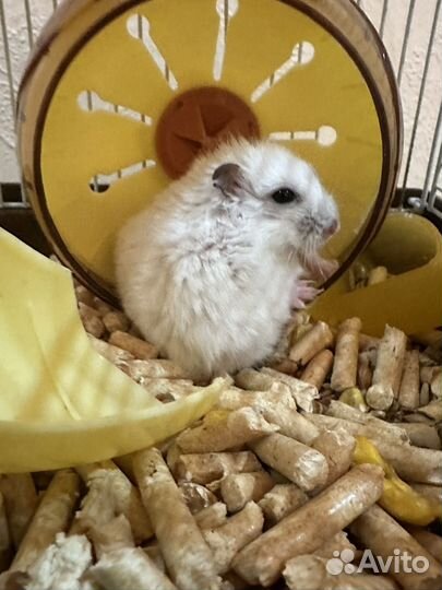 Клетка с хомяками 6 шт