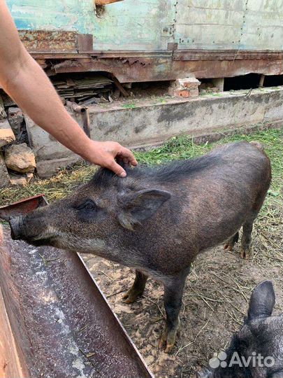 Хряк на покрытье