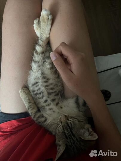 Кошка