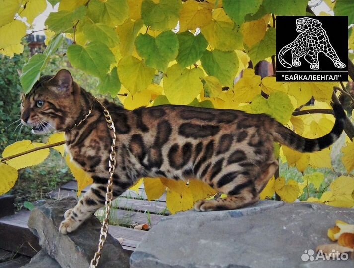 Бенгальские котята