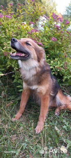 Собака в добрые руки