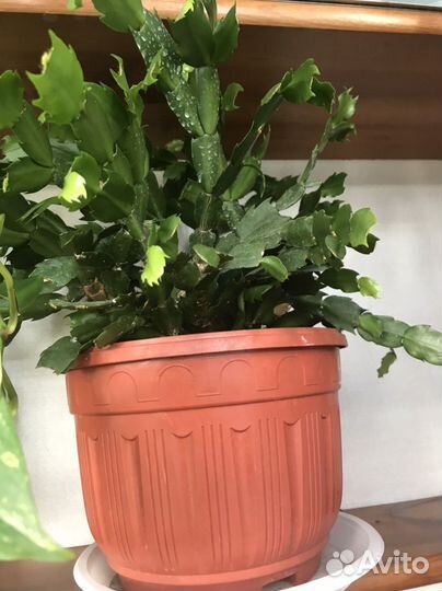 Декабрист шлюмбергера