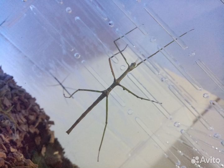 Аннамский палочник