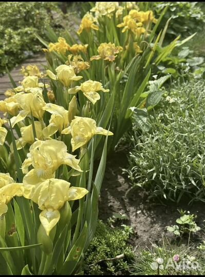 Хосты, лилейник, ирисы