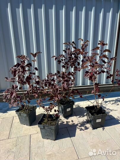 Пузыреплодник калинолистный Center Glow