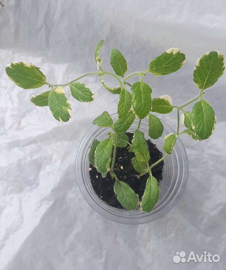 Мята ананасная pinedo