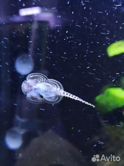 Псевдоскат Севилья аквариумная рыбка