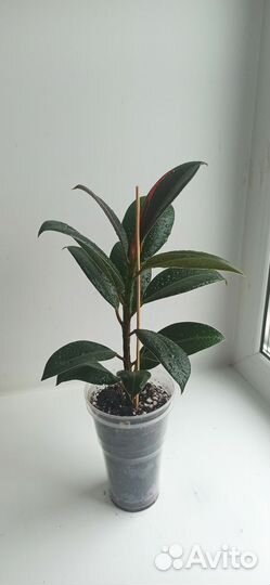 Фикус Мелани