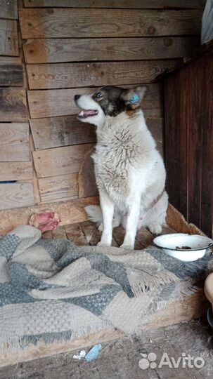 Помски мини хаски