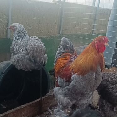 Цыплята брамы куропатчатой