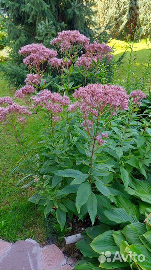 Цветы Кустарник Посконник