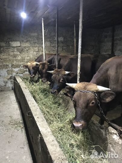 Быки 1,5 года