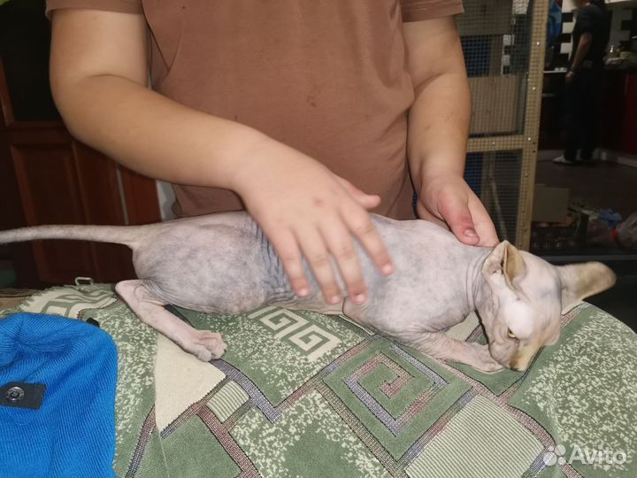 Кошечка ищет жениха