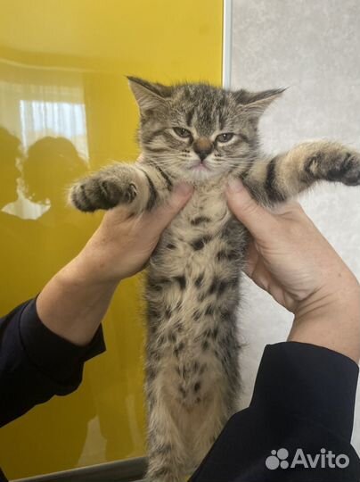 Отдам кошечку в добрые руки