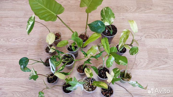 Филодендрон сциндапсус