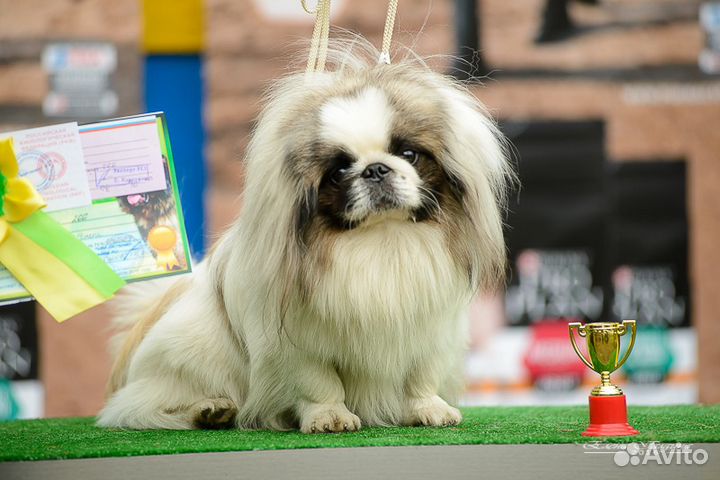 Пекинес на вязку