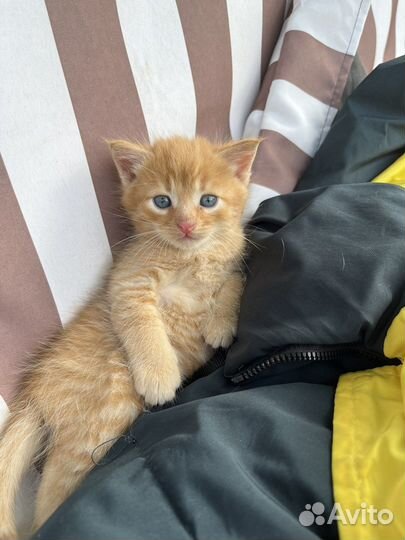 Котята ищут дом